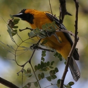 Streak-backed Oriole